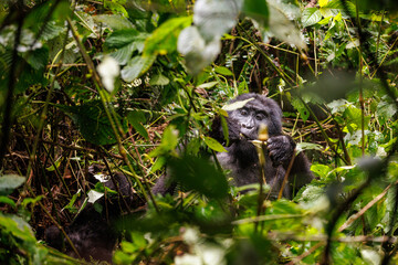 Eastern mountain gorilla in tropical forest of Uganda - 561472411