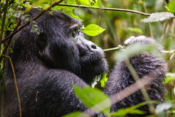Eastern mountain gorilla in tropical forest of Uganda - 561472472