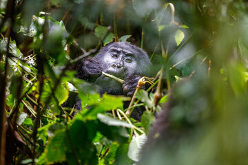 Eastern mountain gorilla in tropical forest of Uganda - 561472611