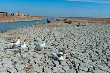 Ducks sitting on drought cracked earth in the Central Marshes of the Southern Wetlands of Iraq near...