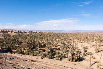 Landscape view of Morocco desert with date palm trees