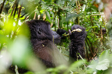 Eastern mountain gorilla in tropical forest of Uganda - 561472661