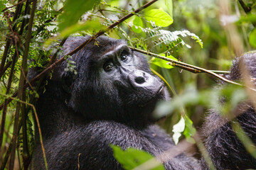 Eastern mountain gorilla in tropical forest of Uganda - 561472677