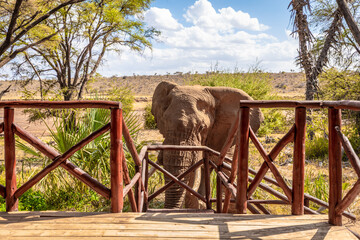 An elephant ( Loxodonta Africana) in a luxury tented camp, Samburu National Reserve, Kenya.	