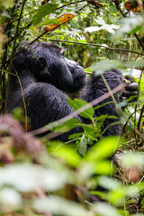Eastern mountain gorilla in tropical forest of Uganda - 561472812