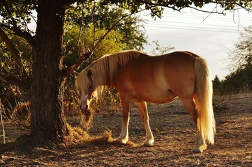 Pferd