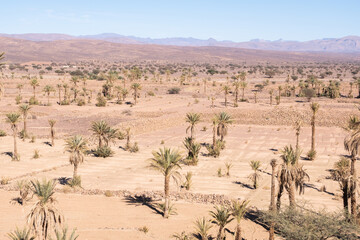 Landscape view of Morocco desert with date palm trees