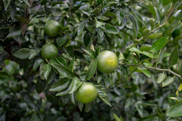 Closeup shot of calamansi lime on a tree
