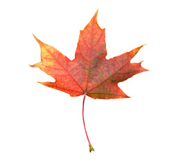Autumn orange maple leaf on transparent background