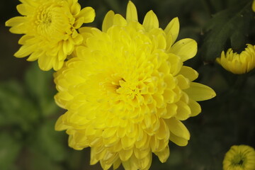 Obraz premium big yellow chrysanthemum flower in the garden close up