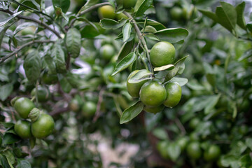 Closeup shot of calamansi lime on a tree
