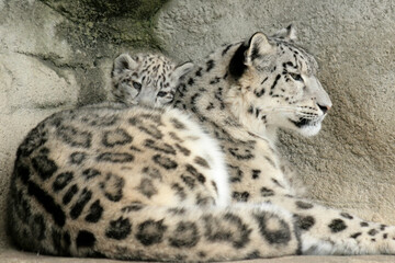 Snow leopard mother with cub in interaction, peaceful and familiar scene - obrazy, fototapety, plakaty