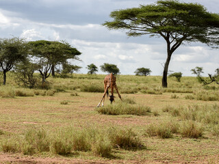 African giraffe eating in Savannah in Serengeti National Park, Tanzania © Kenny