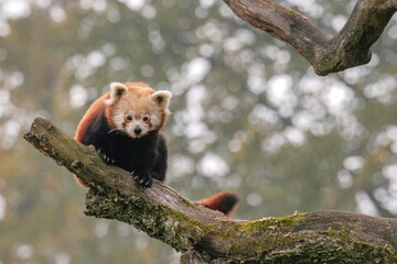 red panda on a tree 