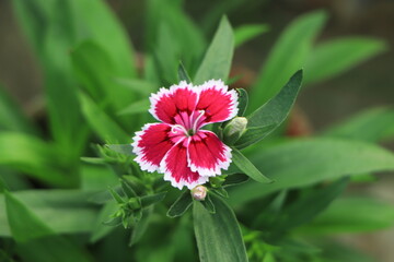 Beautiful Background of blooming Snowfire, China Doll, China Pink flower, pink Dianthus flowers