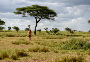 African giraffe eating in Savannah in Serengeti National Park, Tanzania © Kenny
