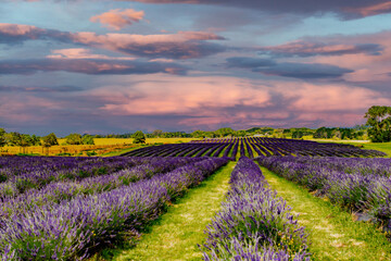 Lavender Farm Auckland Photoshoot