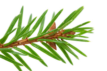 Small green branch of a spruce isolated on a transparent background.
