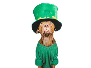 Happy St. Patrick's Day. Lovable, pretty puppy and a bright green leprechaun hat. Closeup, studio...