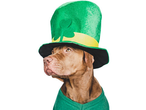Happy St. Patrick's Day. Lovable, pretty puppy and a bright green leprechaun hat. Closeup, studio photo. Congratulations for family, loved ones, relatives, friends and colleagues. Pet care concept
