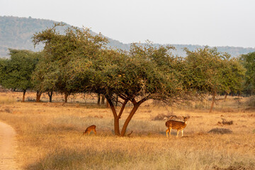 Naklejka premium mother spotted deer with her fawn or chital or axis deer or axis axis grazing grass in grassland landscape during winter safari at panna national park tiger reserve forest madhya pradesh india asia