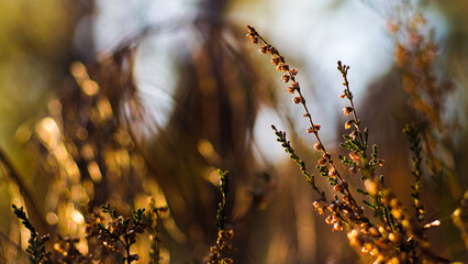 Végétation opulente dans la forêt des Landes de Gascogne, mise en valeur par la lumière du soleil couchant