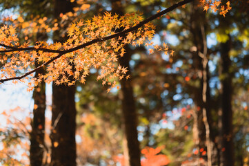 秋のモミジ