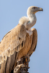 gyps fulvus or griffon vulture or eurasian griffon closeup or portrait during winter migration at jorbeer conservation reserve bikaner rajasthan india asia