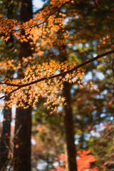 秋のモミジ