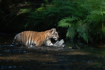 Fototapeta na wymiar Cub of Bengal tiger is walking in the river. Horizontally.