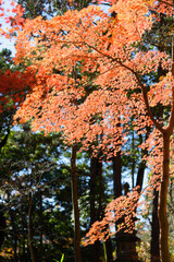 秋のモミジ