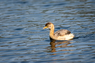 little grebe or Tachybaptus ruficollis bird closeup or portrait floating alone in natural blue shallow water or wetland of keoladeo national park or bharatpur bird sanctuary rajasthan india asia