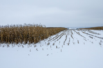 The corn crop is still not harvested due to a very wet autumn and early winter.