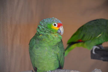 green and yellow macaw