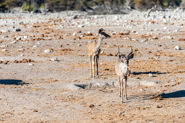 A group of greater kudu -Tragelaphus strepsiceros- Walking nervously around a waterhole in Etosha...