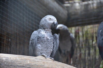parrot