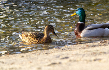 Obraz premium mallard duck on the shore of the lake or river