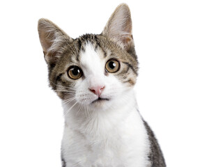 Head shot of cute black tabby with white stray cat kitten, sitting up facing front. Looking straight to camera, Isolated cutout on transparent background. - Powered by Adobe