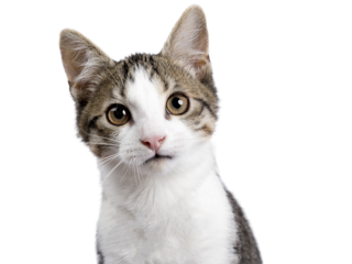 Head shot of cute black tabby with white stray cat kitten, sitting up facing front. Looking straight to camera, Isolated cutout on transparent background.