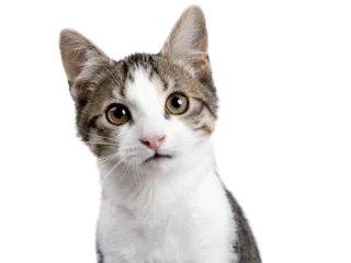 Poster Head shot of cute black tabby with white stray cat kitten, sitting up facing front. Looking straight to camera, Isolated cutout on transparent background. © Nynke