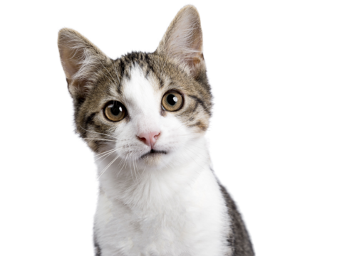 Head shot of cute black tabby with white stray cat kitten, sitting up facing front. Looking straight to camera, Isolated cutout on transparent background.