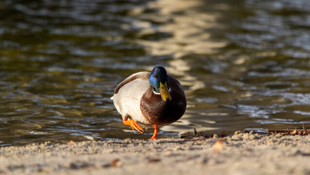 mallard duck on the shore of the lake or river. anas platyrhynchos