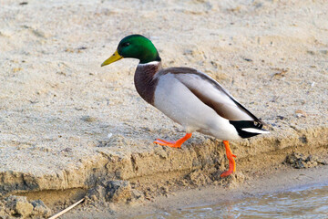 mallard duck on the shore of the lake or river. anas platyrhynchos