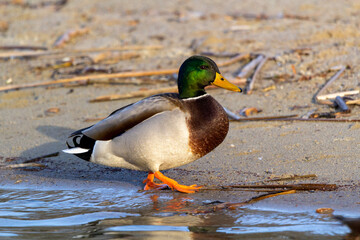 mallard duck on the shore of the lake or river