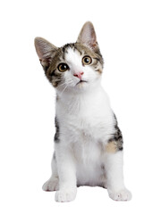 Cute black tabby with white stray cat kitten, sitting up facing front. Looking straight to camera,...