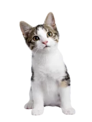 Zelfklevend Fotobehang Cute black tabby with white stray cat kitten, sitting up facing front. Looking straight to camera, Isolated cutout on transparent background. © Nynke