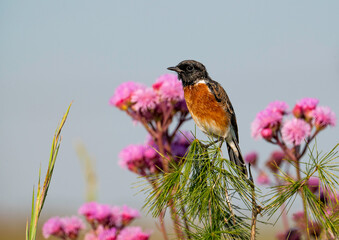 Stonechat against a colorful wild flower background.  Photographed in South Africa.