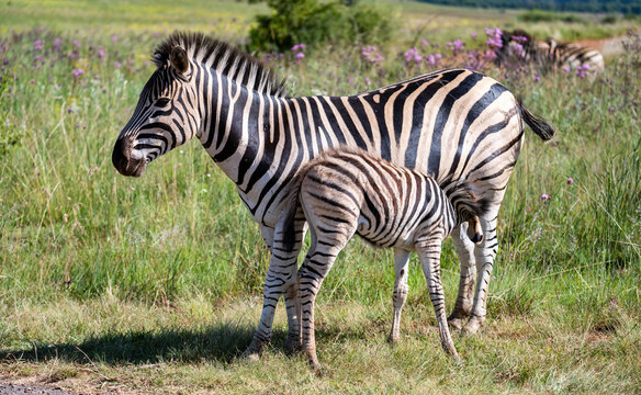 Zebra foal suckling on its mother.  Photographed in South Africa.