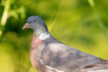 Close up of a Common wood pigeon (Columba palumbus) in spring.
