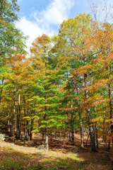 Naklejka premium The edge of the forest